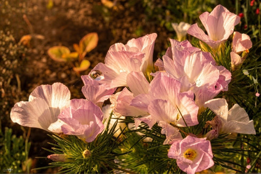 Crooked-Stemmed Aster Seeds 100 Pack | Native Symphyotrichum prenanthoides Wildflower for Pollinator Gardens