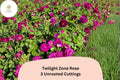 Twilight Zone Rose Cuttings â€“ 3 Rare Purple Rose Cuttings for Rooting or Grafting