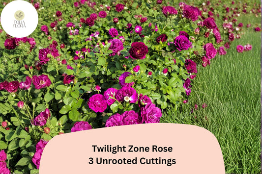 Twilight Zone Rose Cuttings â€“ 3 Rare Purple Rose Cuttings for Rooting or Grafting