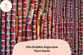 Hilo Buddha Hawaiian Sugarcane Seeds â€“ Rare Tropical Garden Planting Saccharum officinarum