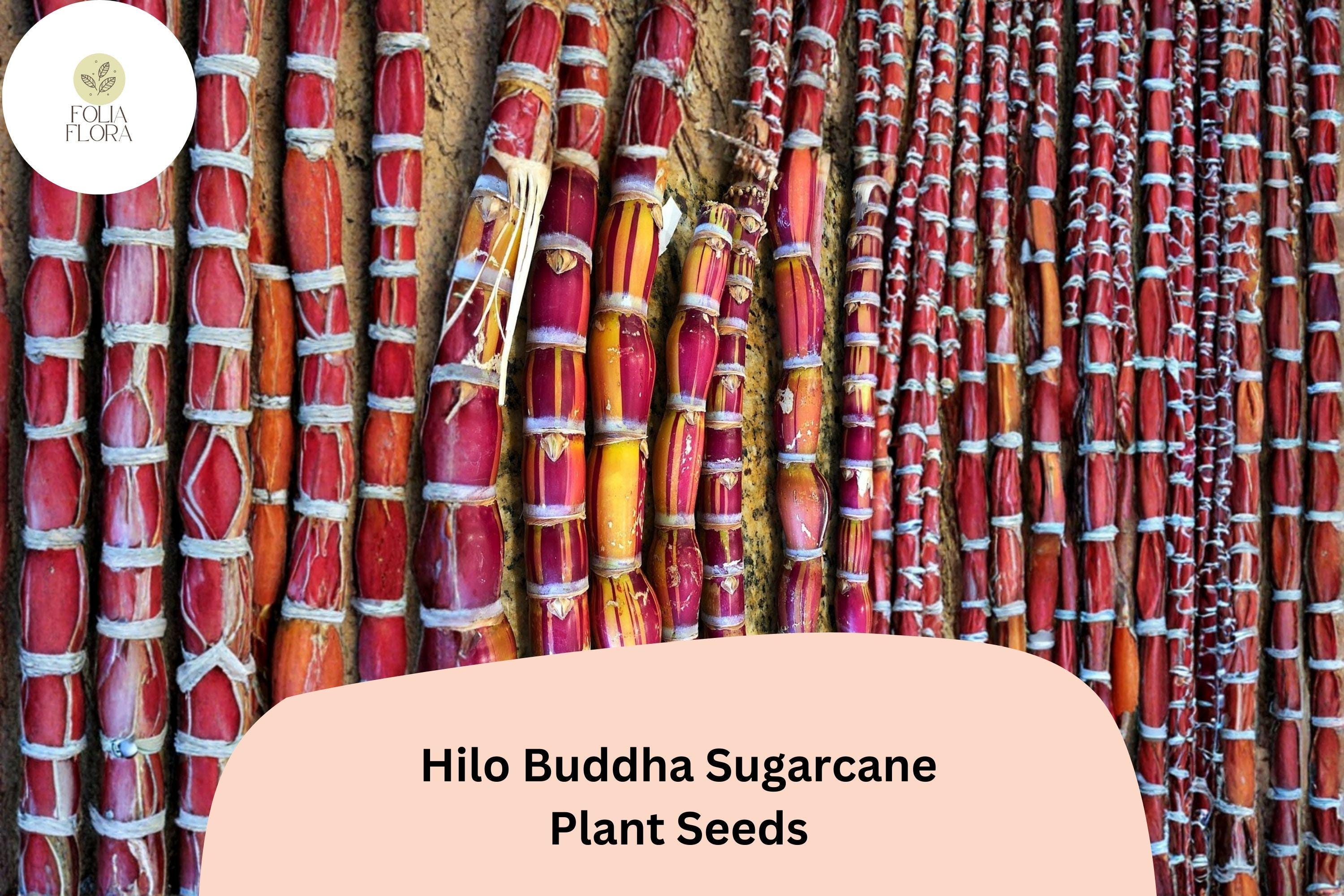 Hilo Buddha Hawaiian Sugarcane Seeds â€“ Rare Tropical Garden Planting Saccharum officinarum