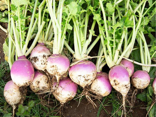 Purple Top White Globe Turnip Seeds – 500 Count, Brassica rapa, Dual-Purpose Root and Greens, Cool-Season Vegetable
