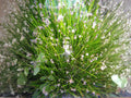 American Bugleweed Seeds (500) – Native Wildflower with Pink, White & Lavender Blooms – Delicate Perennial, Pollinator-Friendly, Easy to Grow