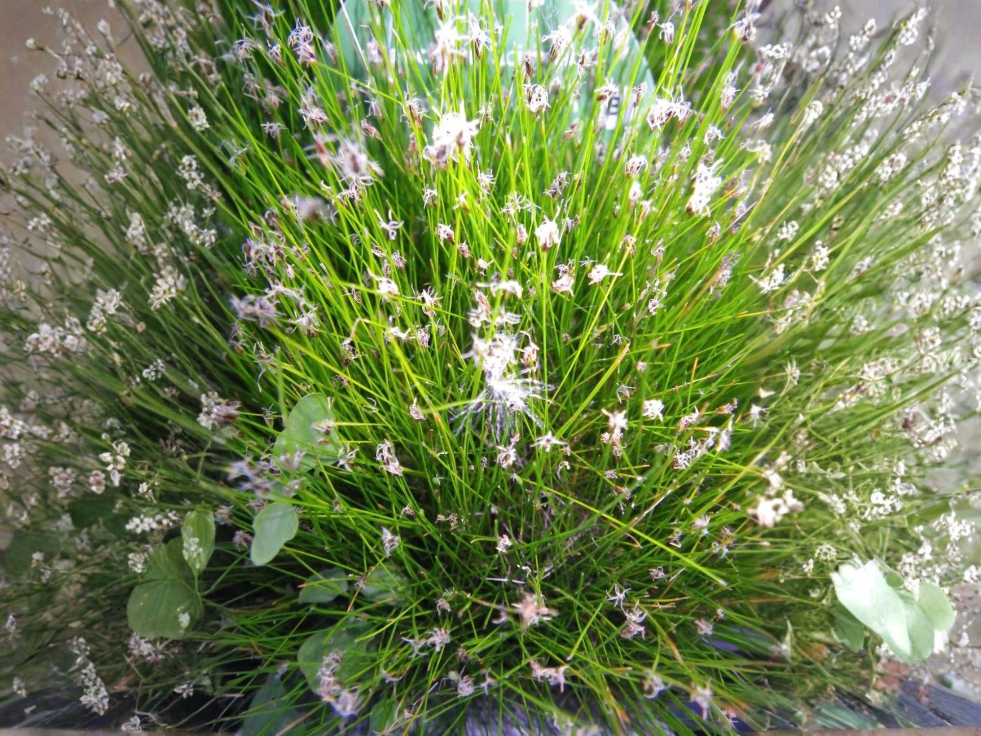 American Bugleweed Seeds (500) – Native Wildflower with Pink, White & Lavender Blooms – Delicate Perennial, Pollinator-Friendly, Easy to Grow