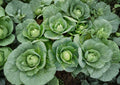 All Seasons Cabbage Seeds Pack - Heirloom, Non-GMO, Brassica oleracea, High Yield, Hardy Green Heads, Culinary Vegetable