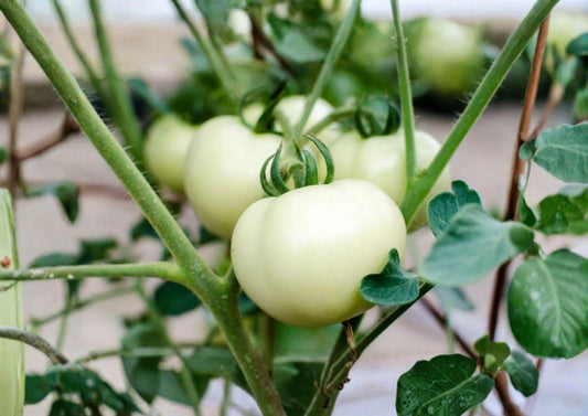 120+ Great White Tomato Seeds, Heirloom Non-GMO, Solanum Lycopersicum, Rare Pale Beefsteak, Gourmet Large Tomatoes for Garden Planting