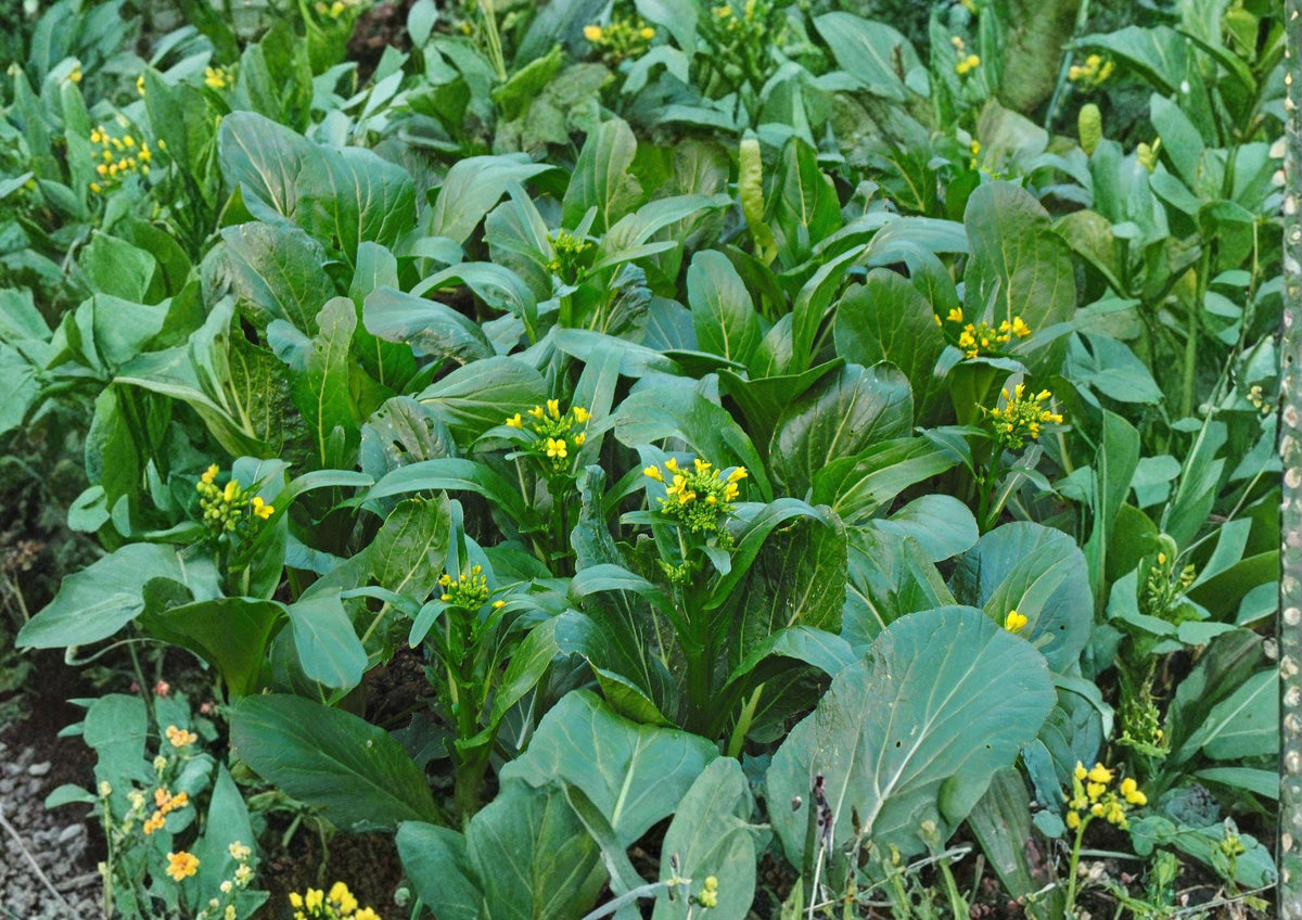 Yu Choy Choi Sum Seeds, Heirloom Non-GMO Brassica Vegetable, Asian Leafy Greens, Tender Stems & Yellow Flowers, Organic Garden Seeds
