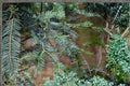 European Silver Fir Seeds – Abies alba Evergreen Conifer Tree for Cold Climates, Needle Foliage, Upright Cones