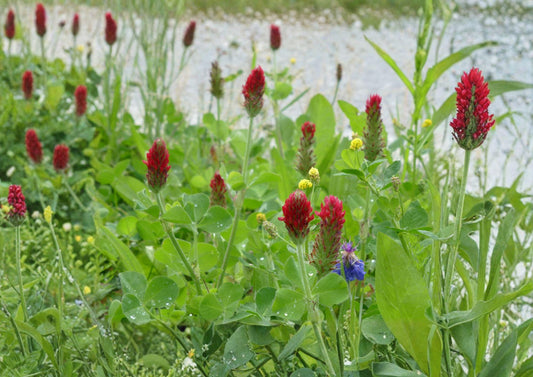 Crimson Clover Seeds, Heirloom Non-GMO Trifolium incarnatum, Cover Crop for Soil Improvement, Pollinator Garden Planting Seeds