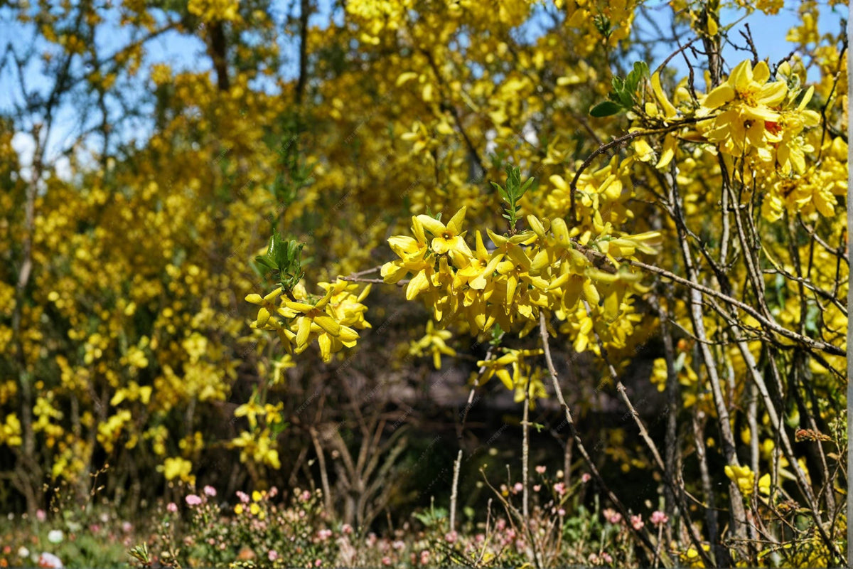 Weeping Forsythia Seeds – Forsythia suspensa – Bright Yellow Spring Blooms, Cascading Flowering Shrub, Ornamental Garden Plant