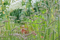 Blue Grama Grass Seeds – Bouteloua gracilis, Drought Tolerant Perennial Grass for Xeriscape & Natural Lawns