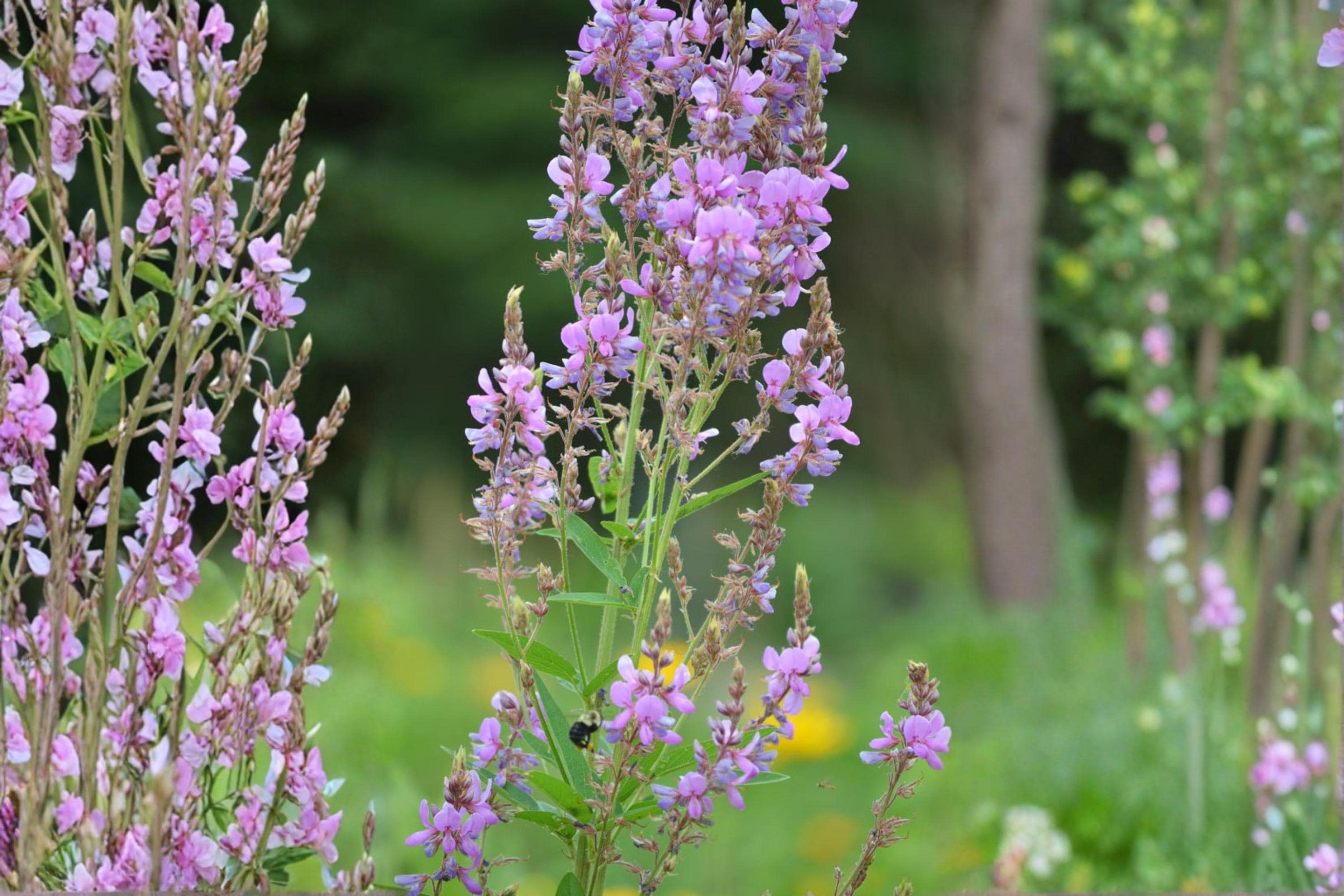 Showy Tick Trefoil Seeds – Desmodium canadense Wildflower, Perennial, Pink to Purple Flowers, Prairie & Woodland Edge Plant