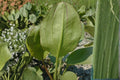 Large-Flowered Water Plantain Seeds | Aquatic Perennial Plant with White to Pale Pink Flowers | Alisma triviale