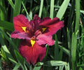 Ann Chowning Louisiana Iris Live Pond Plant – Hardy Aquatic Marginal Red Bog Flower – 18–36 Inch Water Garden Plant