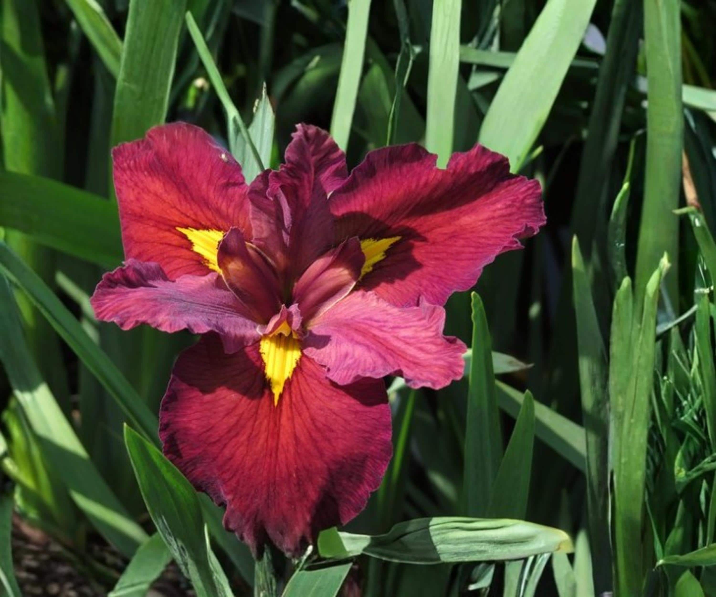 Ann Chowning Louisiana Iris Live Pond Plant – Hardy Aquatic Marginal Red Bog Flower – 18–36 Inch Water Garden Plant