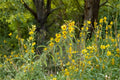 Maximilian Sunflower Seeds – Helianthus maximiliani – Perennial Wildflower with Bright Yellow Daisy-Like Blooms