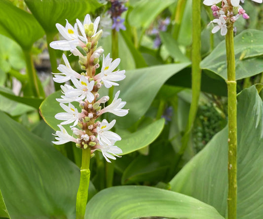 White Pickerel Weed Live Pond Plant – Pontederia cordata, Hardy Aquatic Marginal Bog Flower, Water Garden, Pond Edge Plant