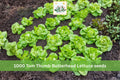 Tom Thumb Butterhead Lettuce Seeds – 1000 Heirloom Leafy Vegetable for Containers & Small Gardens, Lactuca sativa