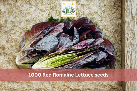 Red Romaine Lettuce Seeds – 1000 Pack, Leafy Vegetable, Cool Season, Lactuca sativa, Garden & Container Growing