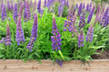 Large Leaf Lupine Seeds – Perennial Flowering Plant with Colorful Spikes – Lupinus polyphyllus