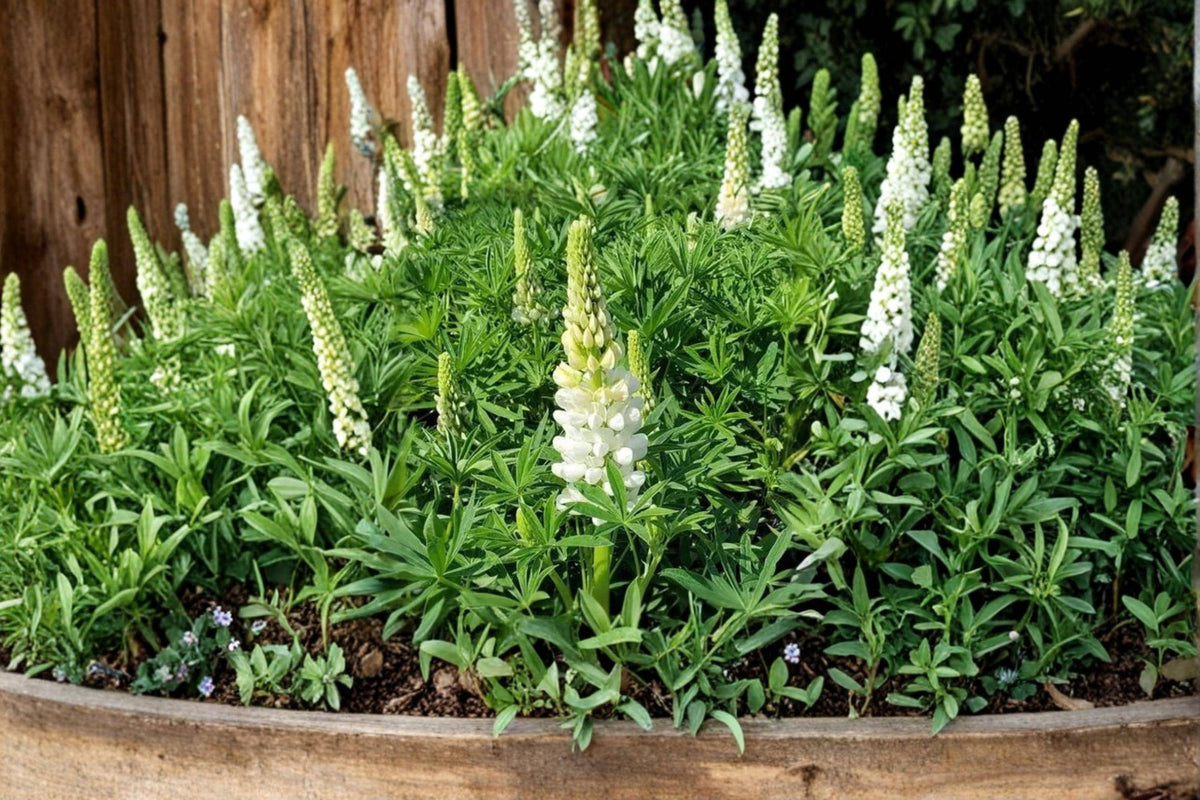 White Lupine Seeds – Perennial Flower, White Blooms, Lupinus polyphyllus, Garden Border, Pollinator, Nitrogen Fixing, Meadow Plant