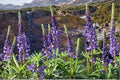 Riverbank Lupine Seeds – Lupinus rivularis Perennial Flower with Purple to Blue Blooms, Native Coastal Plant, Pollinator & Nitrogen-Fixing