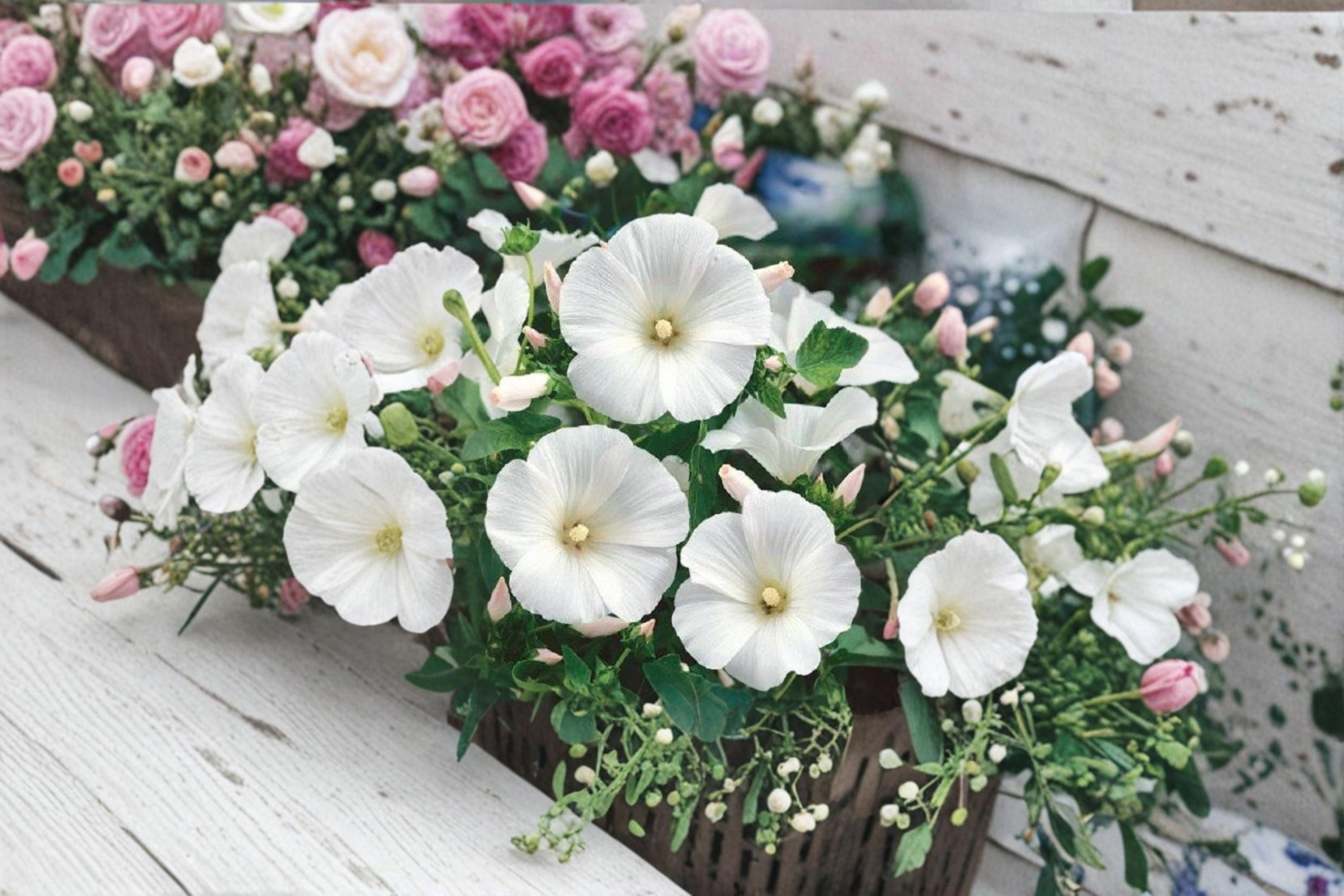 Dwarf White Rose Mallow Seeds – Lavatera trimestris – Annual White Flowering Plant for Borders and Garden Beds