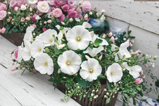Dwarf White Rose Mallow Seeds – Lavatera trimestris – Annual White Flowering Plant for Borders and Garden Beds