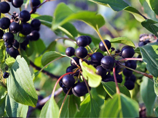 Passiflora edulis Seeds – Purple Granadilla Passion Fruit Vine, Tropical Climbing Plant, Edible Fruit, 10 Seeds