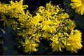 Big-Leaved Aster Seeds, Shade Woodland Wildflower, Eurybia macrophylla, Native Pollinator Plant, 100 Seeds