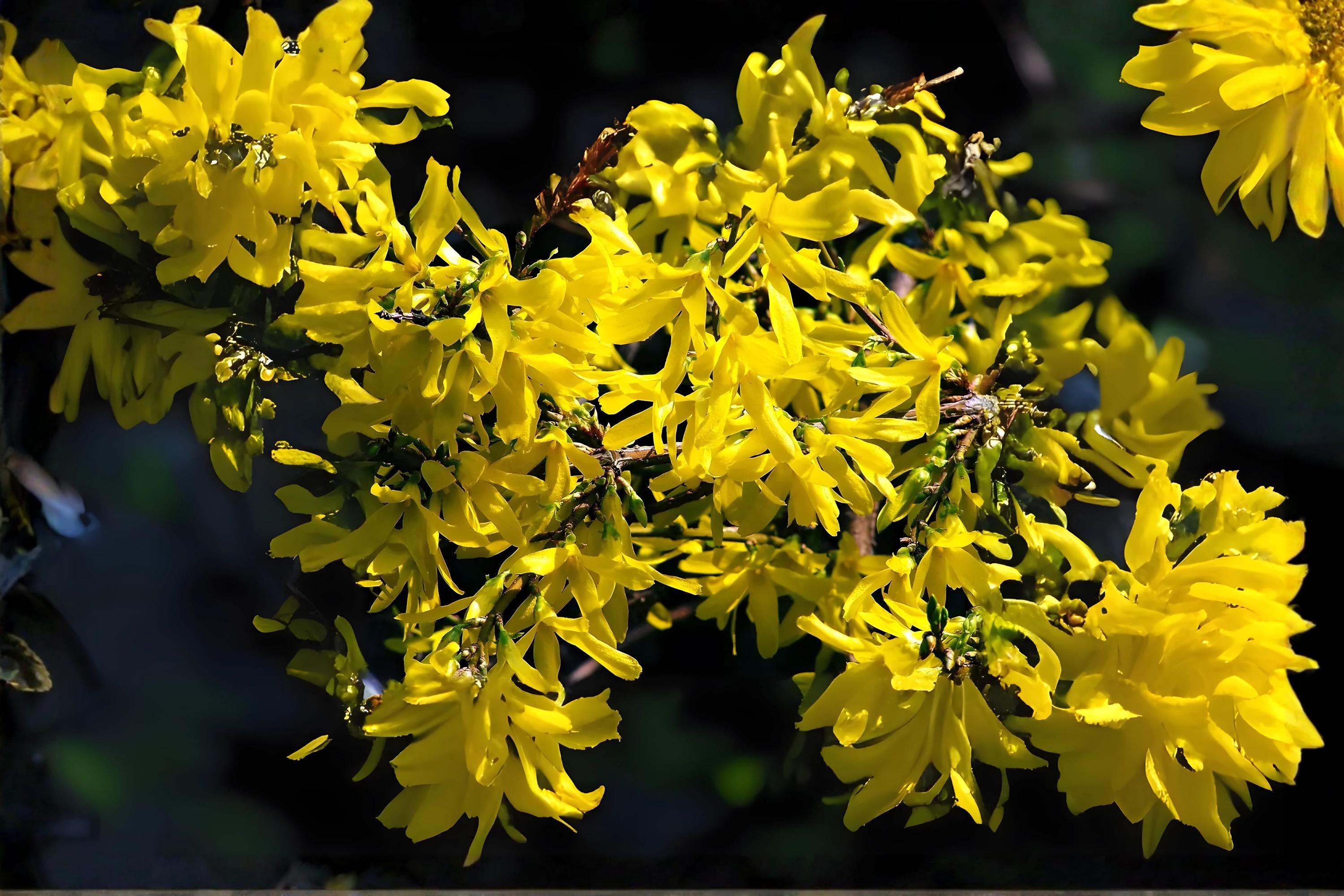 Big-Leaved Aster Seeds, Shade Woodland Wildflower, Eurybia macrophylla, Native Pollinator Plant, 100 Seeds