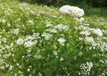 Caraway Seeds Bulk Pack | Culinary & Medicinal Herb Seeds | Non-GMO Garden Spice Plant | Carum carvi