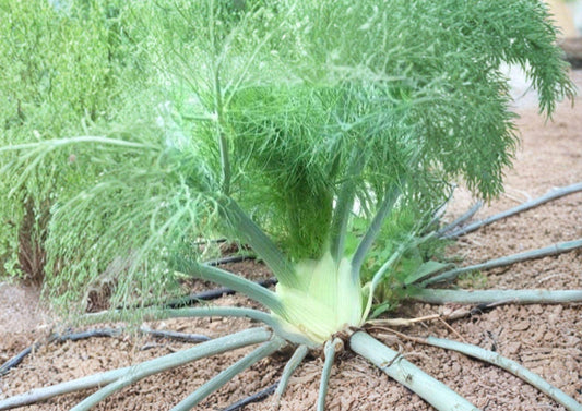 Florence Fennel Seeds 200+ Foeniculum Vulgare Herb for Garden Planting, Culinary & Medicinal, Heirloom Non-GMO Vegetable Seeds