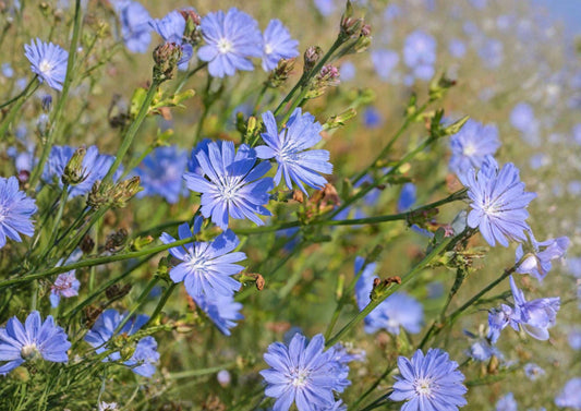 Chicory Seeds 1000+ Non-GMO Heirloom Blue Dandelion Coffeeweed Succory Herb Flower for Pollinator Gardens