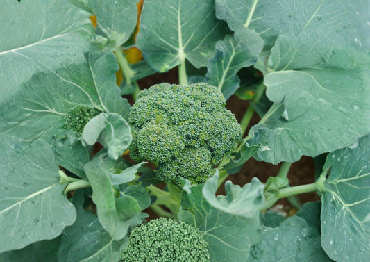 Calabrese Broccoli Seeds, Non-GMO Heirloom, Italian Brassica, Large Head, High Yield, Vegetable Garden Planting, 500+ Seeds