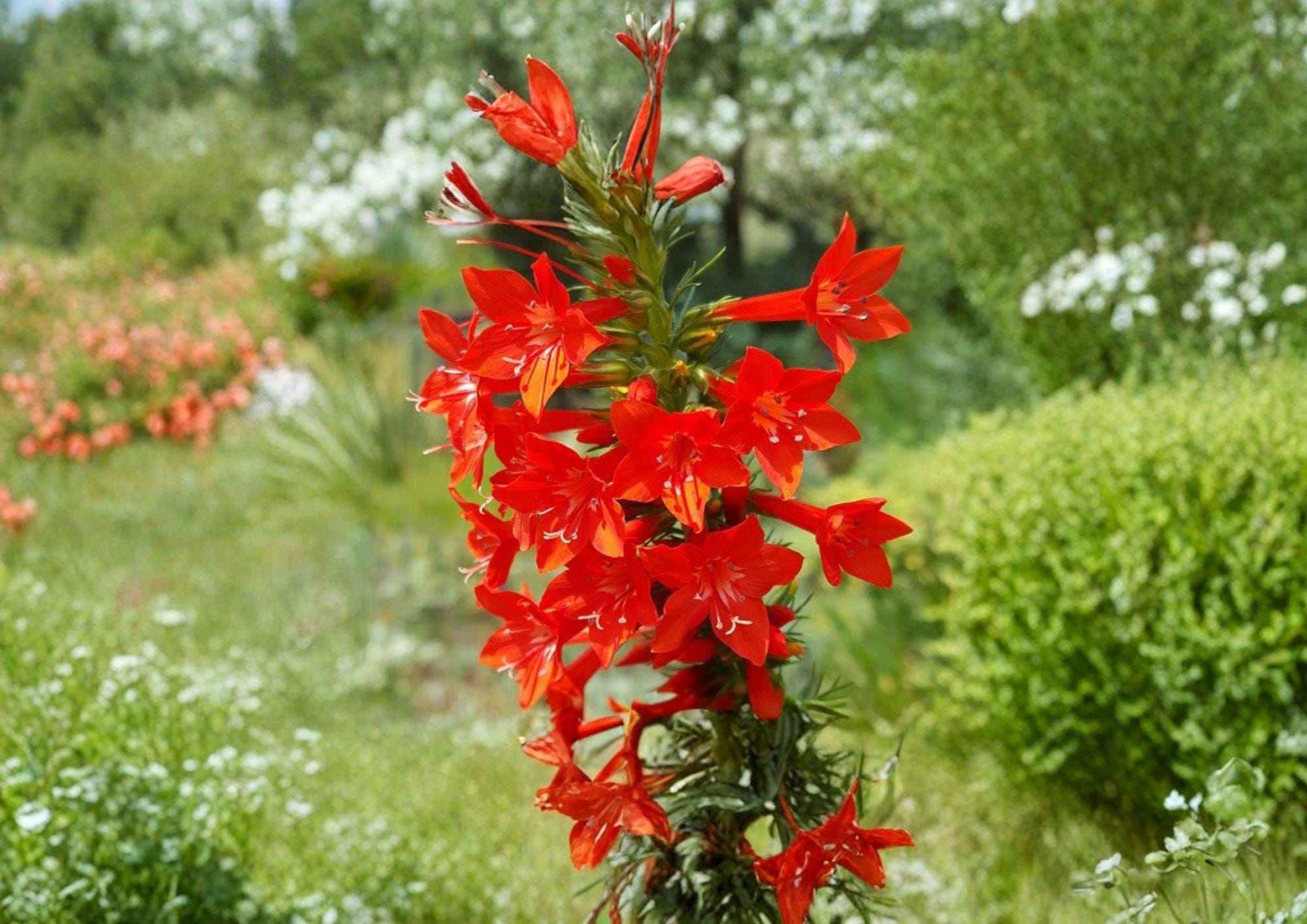 Standing Cypress Seeds, Ipomopsis rubra, Wildflower Seeds for Pollinator Gardens, Red Tubular Blooms, Hummingbird & Butterfly Friendly