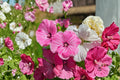 Dwarf Rose Mallow Seeds – Lavatera trimestris – Compact Annual Flower with Pink, Rose & White Blooms for Garden Borders