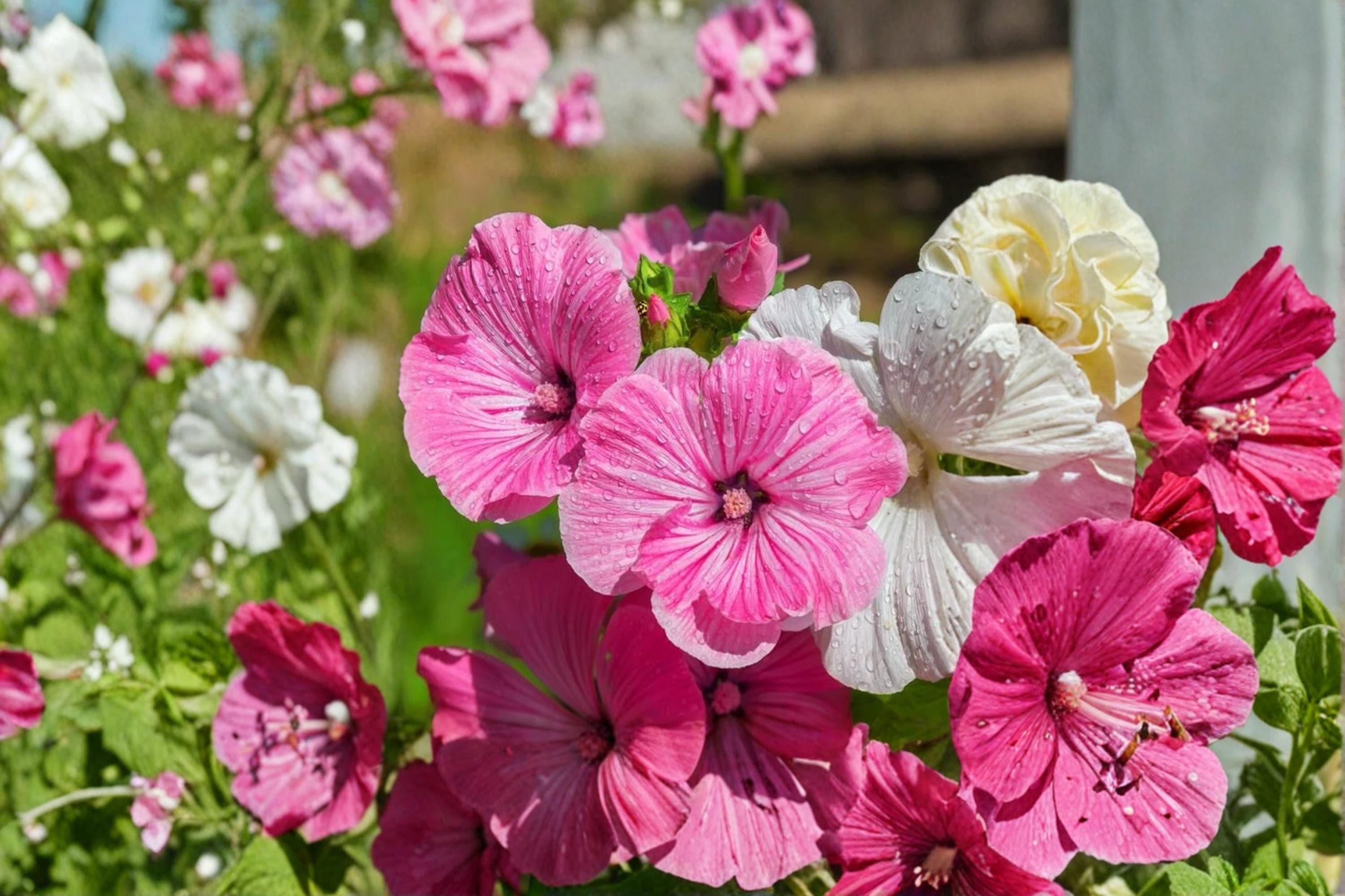 Dwarf Rose Mallow Seeds – Lavatera trimestris – Compact Annual Flower with Pink, Rose & White Blooms for Garden Borders