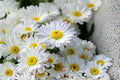 Shasta Daisy Seeds – Perennial White Flower with Yellow Center – Chrysanthemum maximum Garden Flower Seed