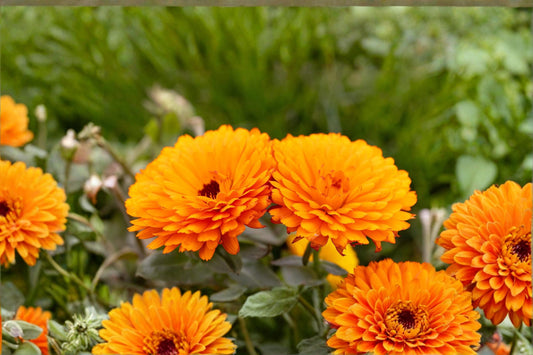 Pacific Beauty Orange Calendula Seeds – Annual Flowering Plant with Bright Orange Daisy-Like Blooms – Calendula officinalis