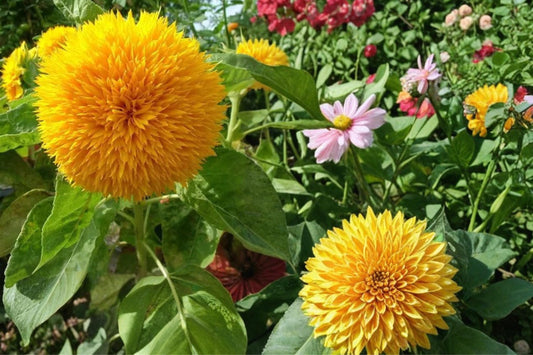Teddy Bear Sunflower Seeds – Helianthus annuus – Double Yellow Pom-Pom Blooms, Compact Annual Flower Seed