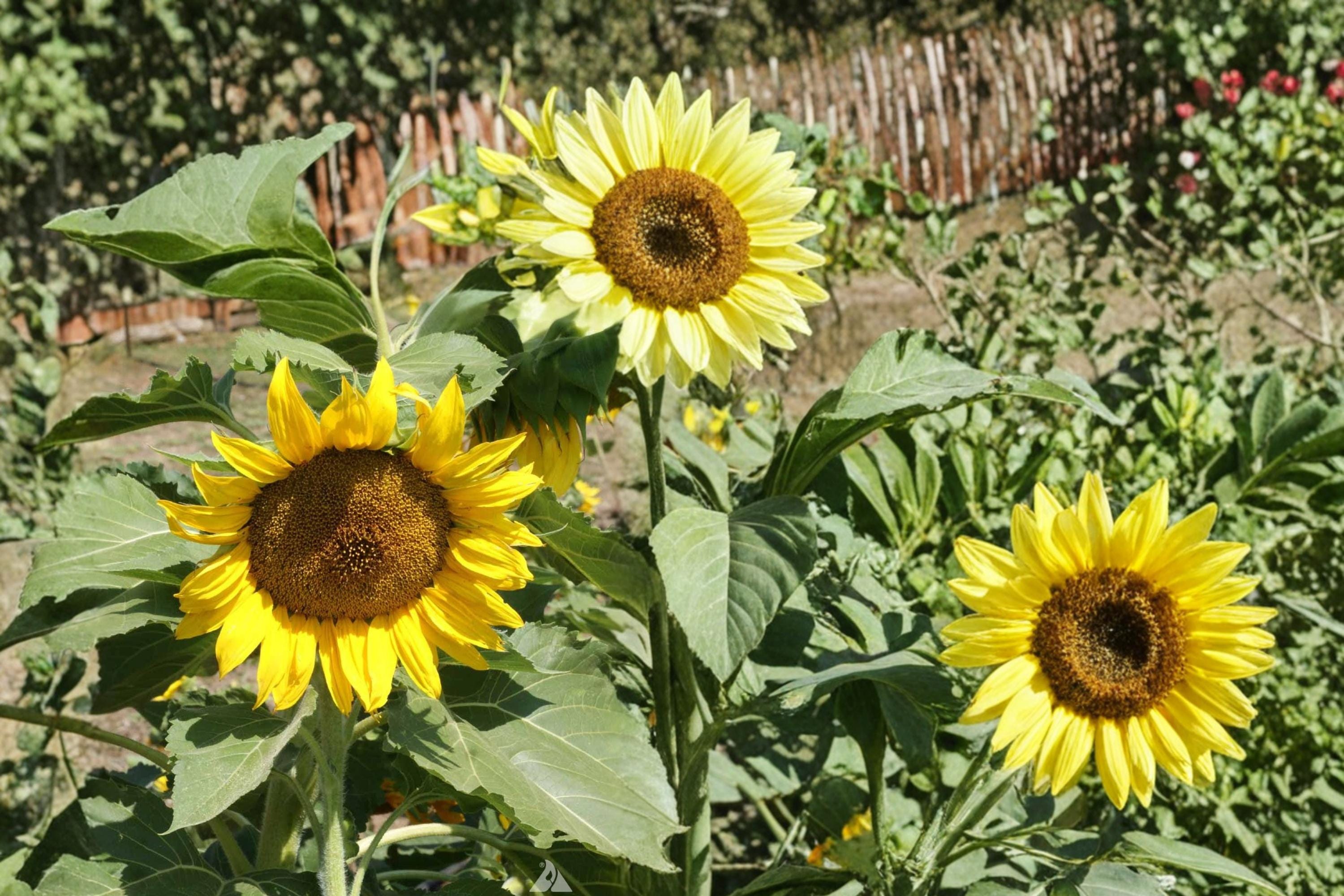Sunspot Sunflower Seeds – Helianthus annuus, Compact Annual with Large Yellow Blooms, Full Sun, Well-Drained Soil