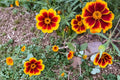 Dainty Marietta Marigold Seeds – Tagetes patula Bicolor Yellow and Red Flower Annual Garden Plant