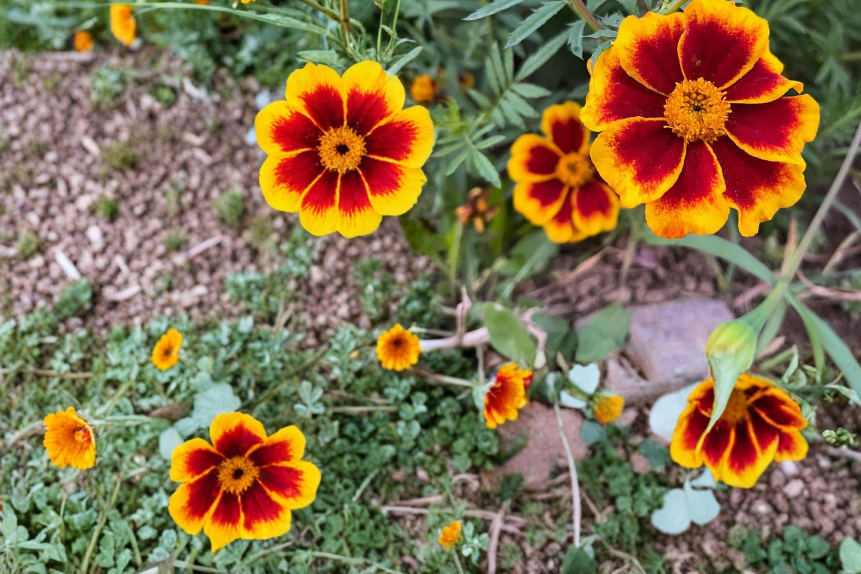 Dainty Marietta Marigold Seeds – Tagetes patula Bicolor Yellow and Red Flower Annual Garden Plant