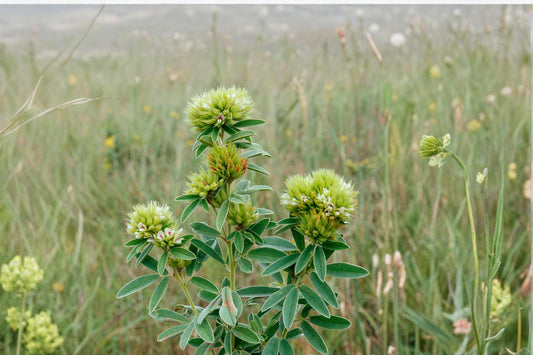 Roundhead Bush Clover Seeds – Lespedeza capitata Perennial Wildflower with Cream to Pale Yellow Flowers
