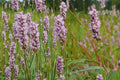 Pinkweed Seeds – Persicaria pensylvanica Wildflower, Pink Clusters, Annual, Moist Soil, Pollinator Plant, Native Meadow Seed