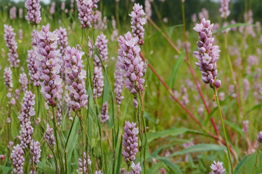 Pinkweed Seeds – Persicaria pensylvanica Wildflower, Pink Clusters, Annual, Moist Soil, Pollinator Plant, Native Meadow Seed
