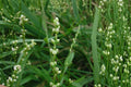 Smartweed Seeds – Persicaria punctata – Annual Wildflower with Pink Flower Spikes for Wetlands & Pond Edges
