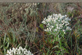 Sweet Everlasting Seeds – Pseudognaphalium obtusifolium Wildflower with White Papery Clusters, Silvery Foliage, Native Pollinator Plant