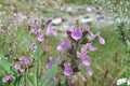 American Germander Seeds – Teucrium canadense Wildflower Perennial with Pale Purple to Pink Flower Spikes